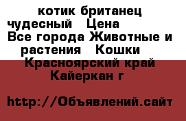 котик британец чудесный › Цена ­ 12 000 - Все города Животные и растения » Кошки   . Красноярский край,Кайеркан г.